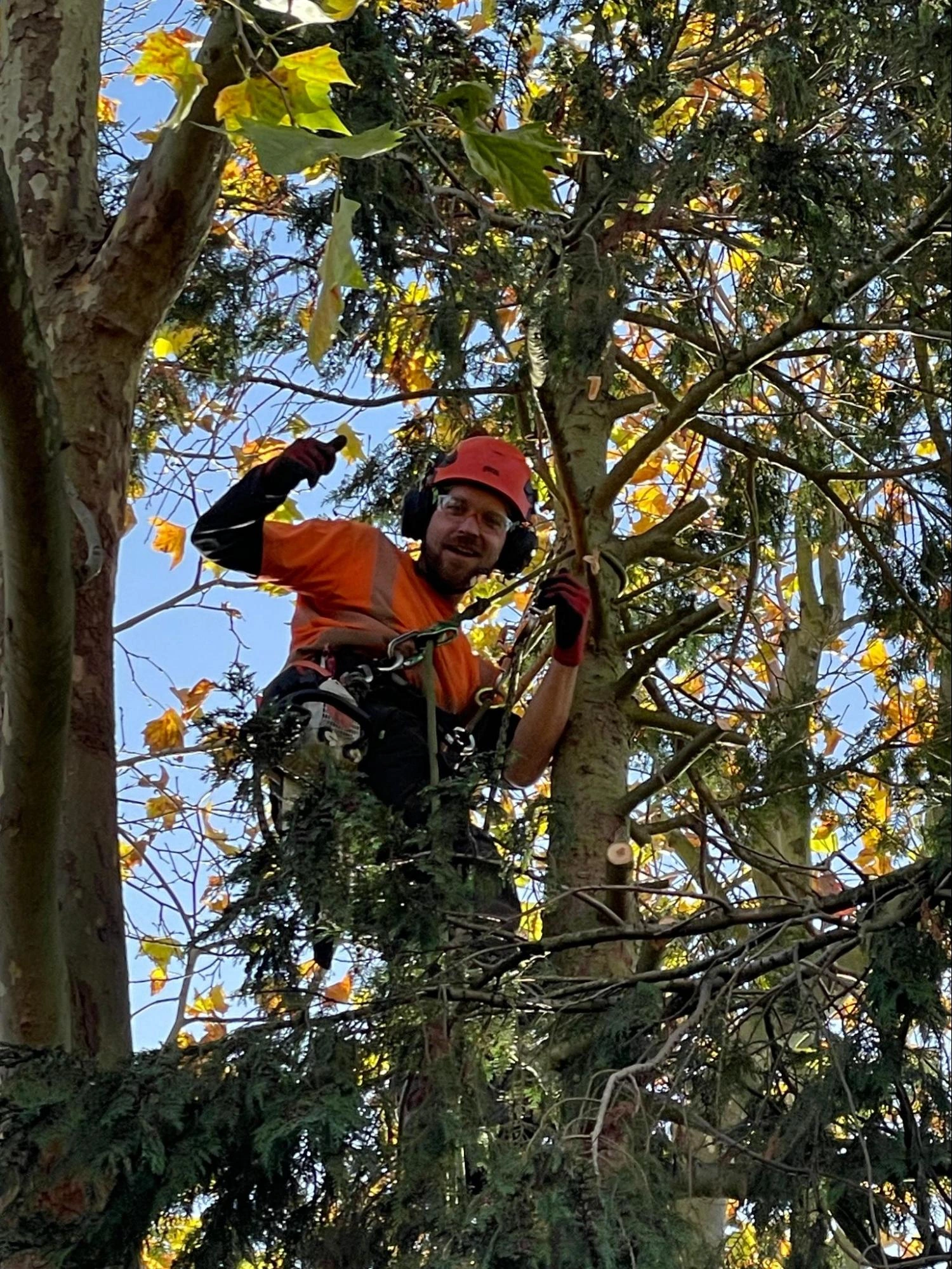 Buckhurst Hill Tree Care Experts
